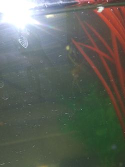 Aquarium 10 gallon community, 6 breeds