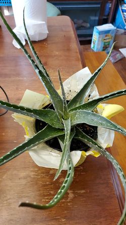 Aloe vera