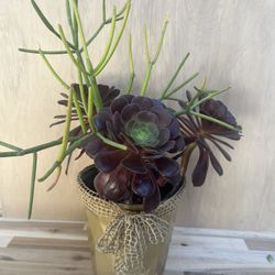 Succulent Plant 