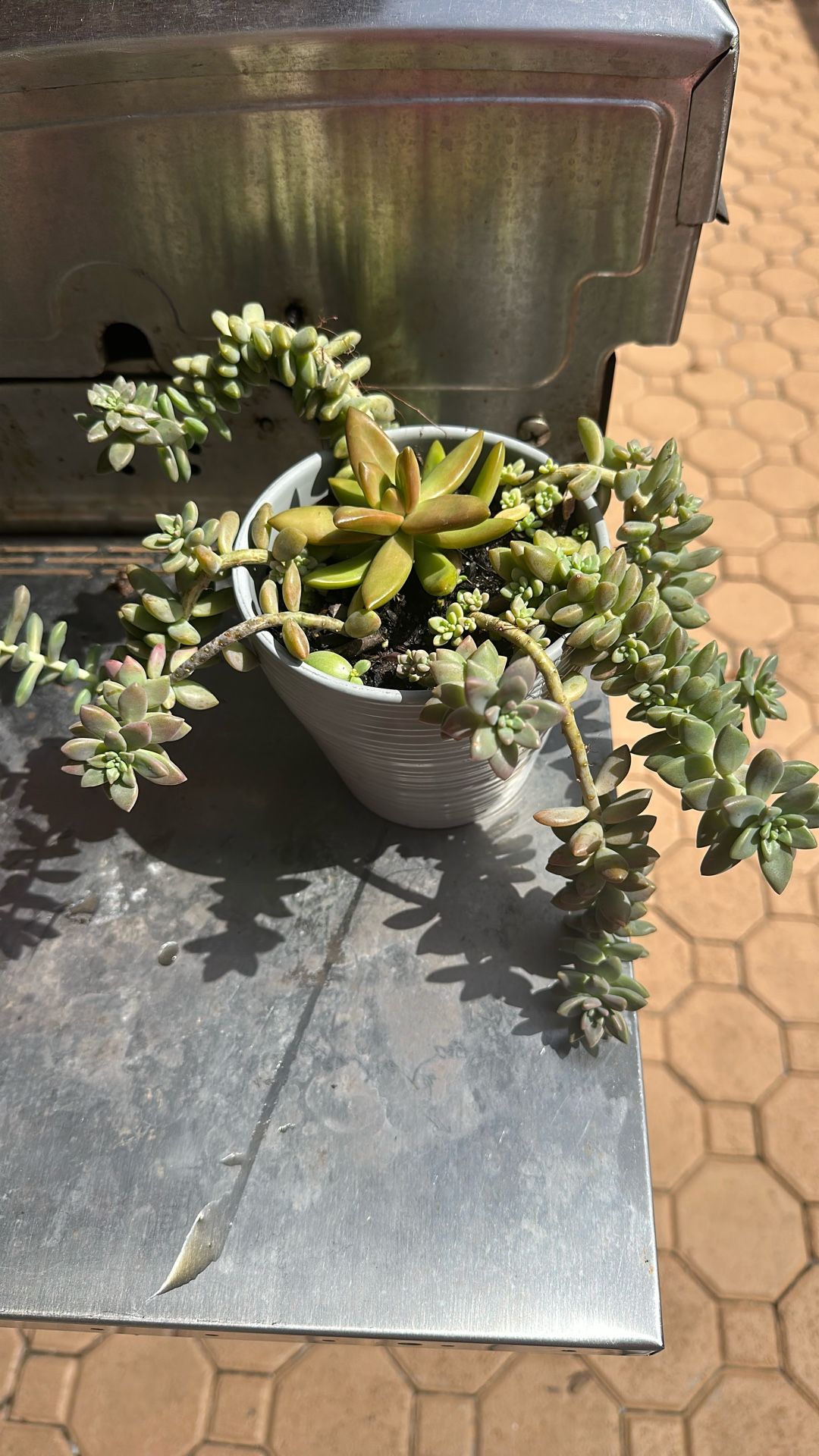 Succulents Hanging Flowers