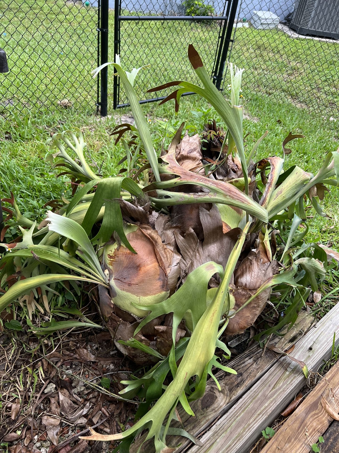 Twenty Year Old Staghorn Plant