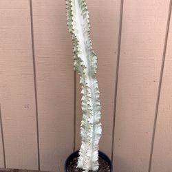Euphorbia Ammak Variegated Item1