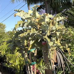 Elephant ear