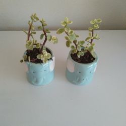Elephant Bush Plant In Ceramic Pot 