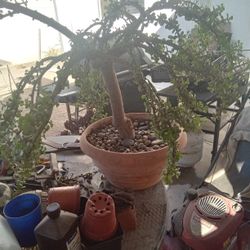 Big Bonsai