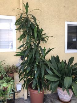 Dracaena 6 plants (2-9’), free ceramic pot