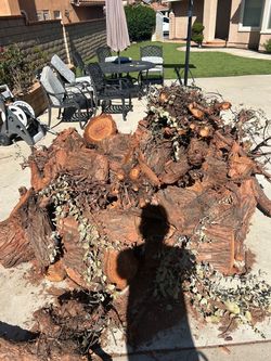 Free eucalyptus wood