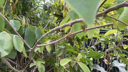 Planta de chirimoya
