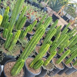 San Pedro Cactus