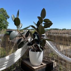 Burgundy Rubber Plant 