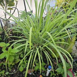 Lemon Grass