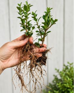 Boxwood Shrub Starter Plant with Roots