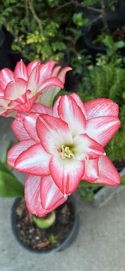 Lily