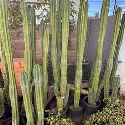 Cactus Different Species $100 Each To $120 