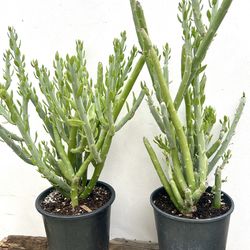 Swizzle Stick Succulent Plants