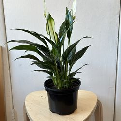 Peace lily
