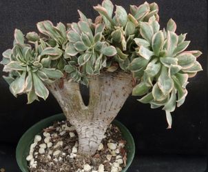 Crested Aeonium Sunburst  🪴💚🩷🤍