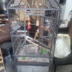 Bird Cage Parrot Sunconure