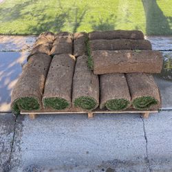 200 Sqft- Bobsod Bermuda Sod Grass