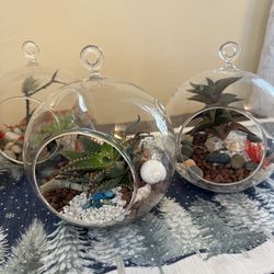 Live Succulent Arrangements 