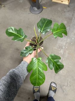 Philodendron Squamiferum