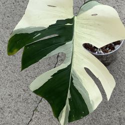 Monstera Mint