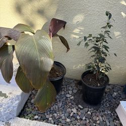 Plants $5 For Both 