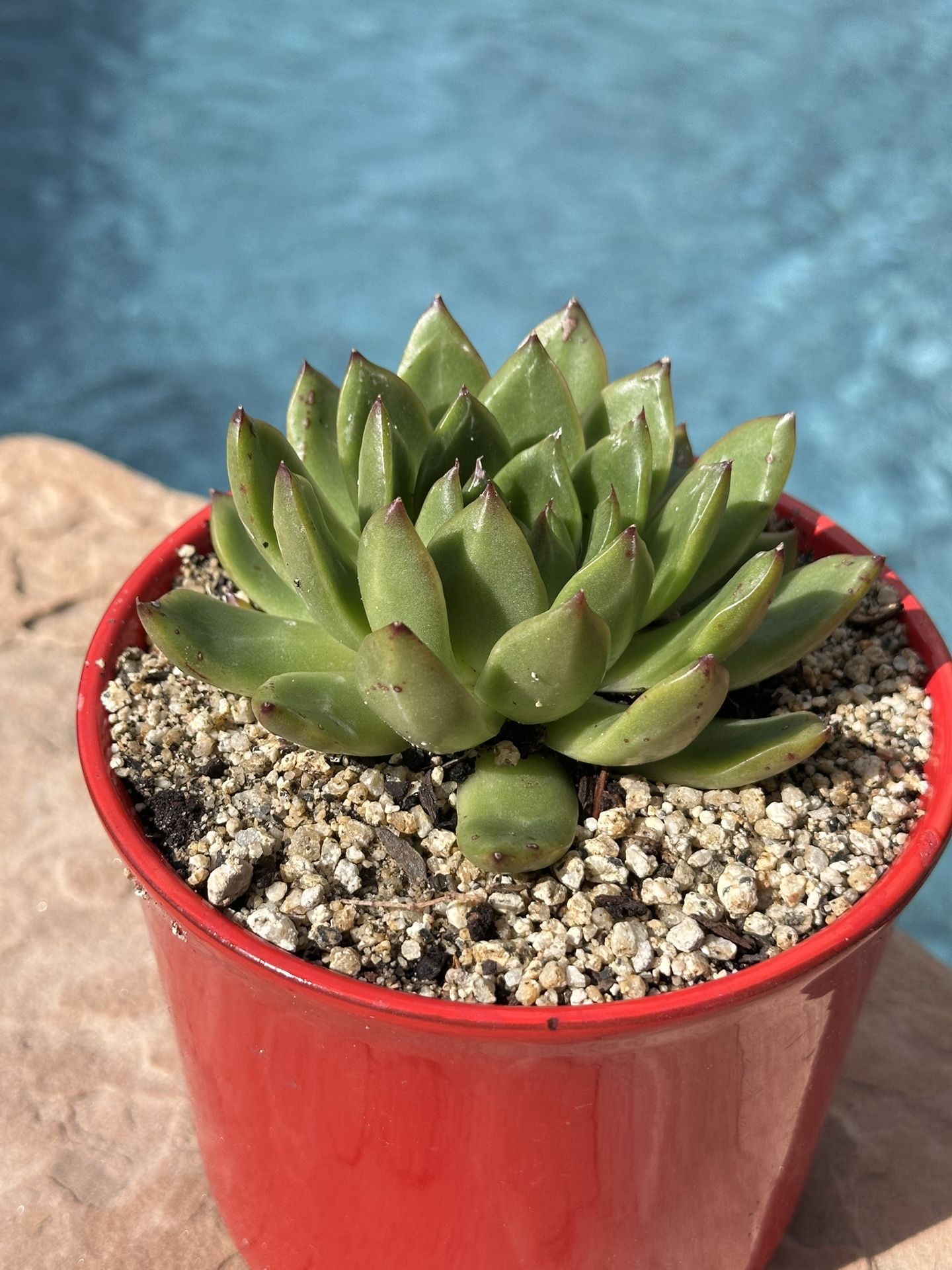 Stonemoon Succulents With Red Ceramic Pot