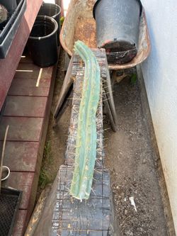 2ft cactus cutting