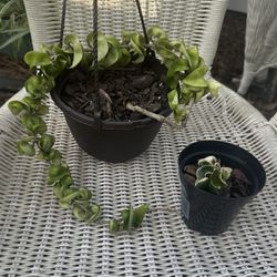Hoya Compacta “Hindu Rope” 6” Pot W/ Free Variegated Compacta, Rare Tropical Houseplant