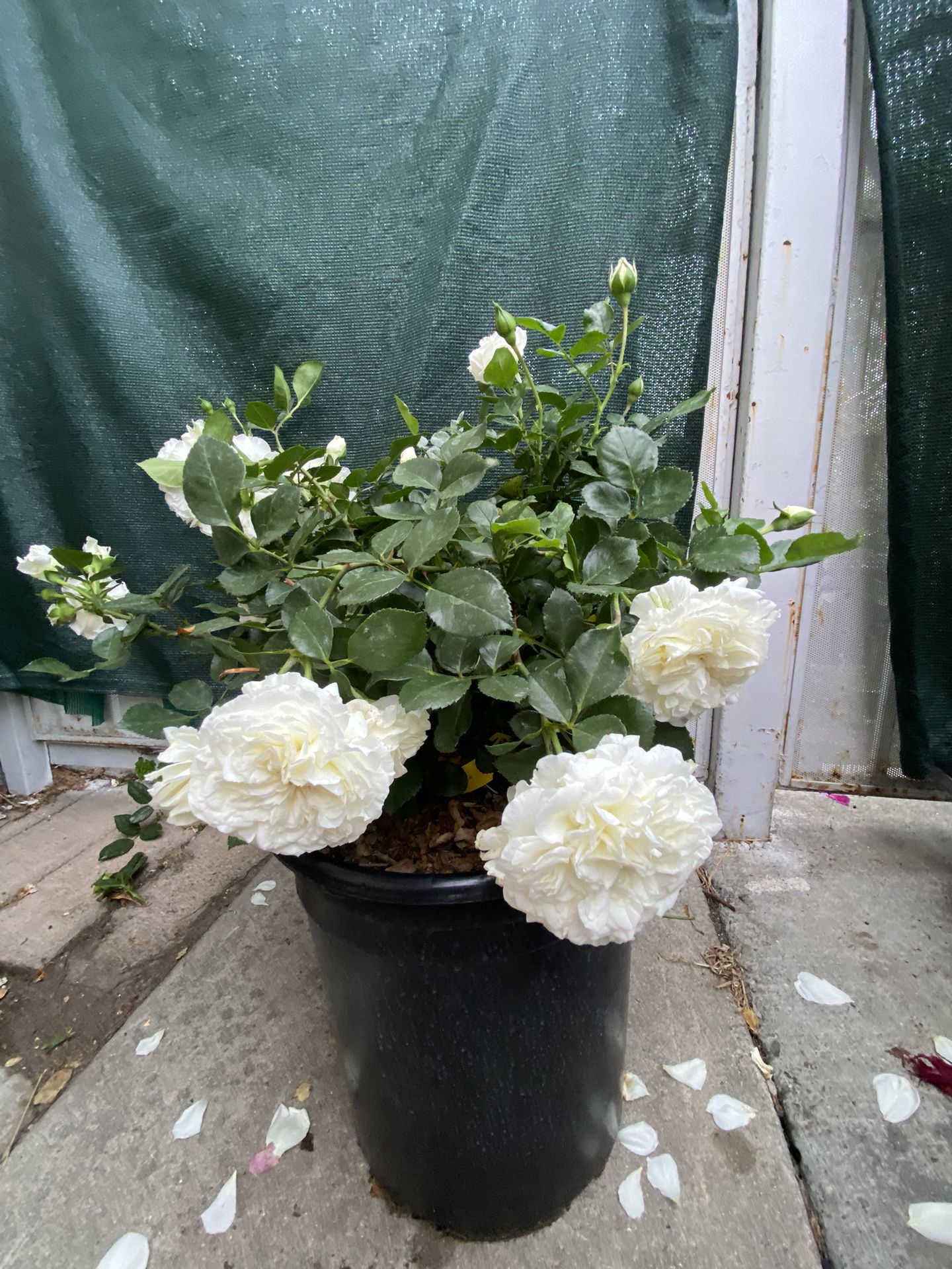 MEIDILAND WHITE ROSE BUSH PLANT, With Flowers . In 5 Gallons Pot Pick Up Only 