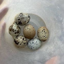 Quail Eggs And More!