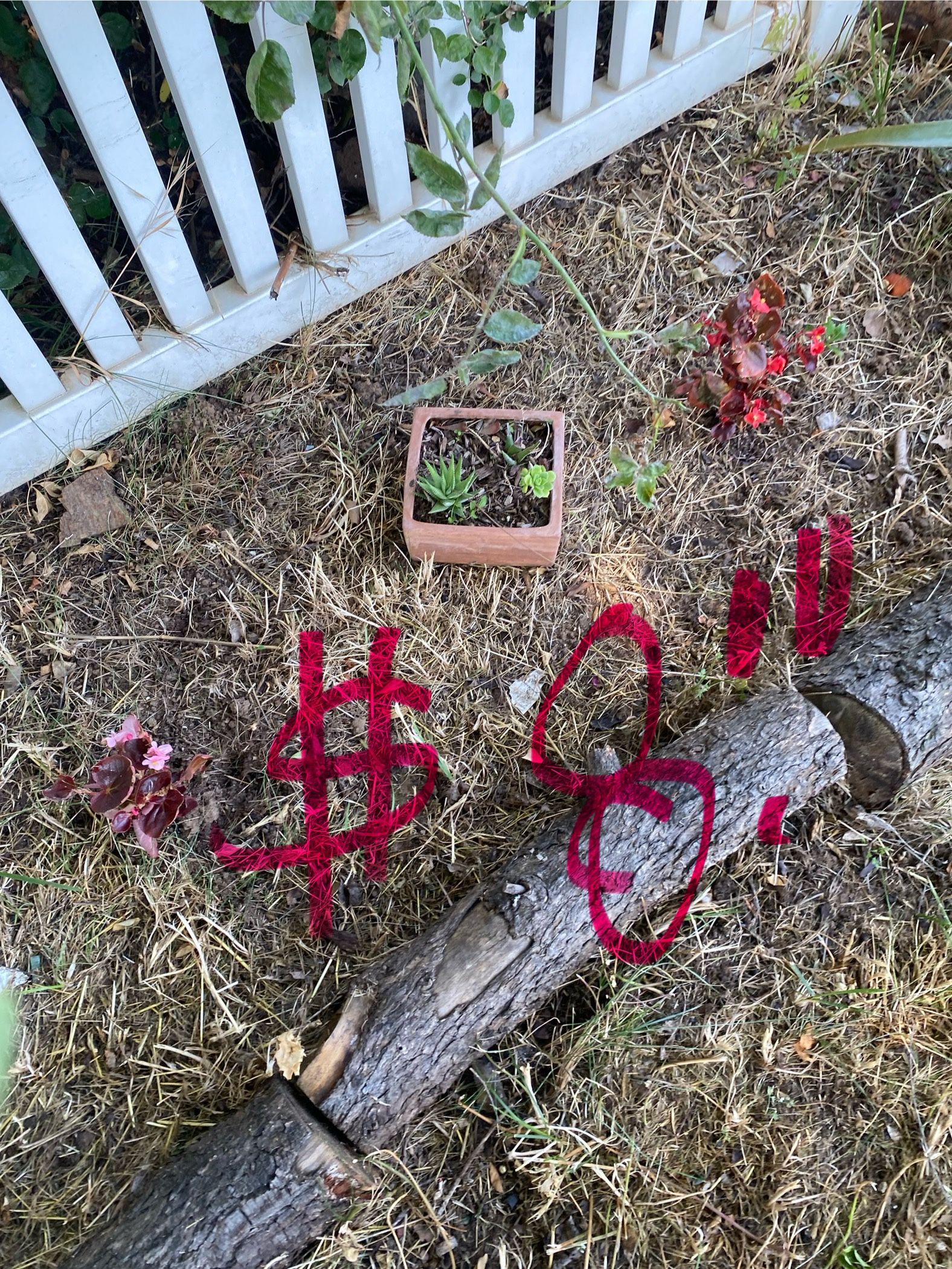 Live Succulents-potted
