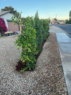 Ficus nitida