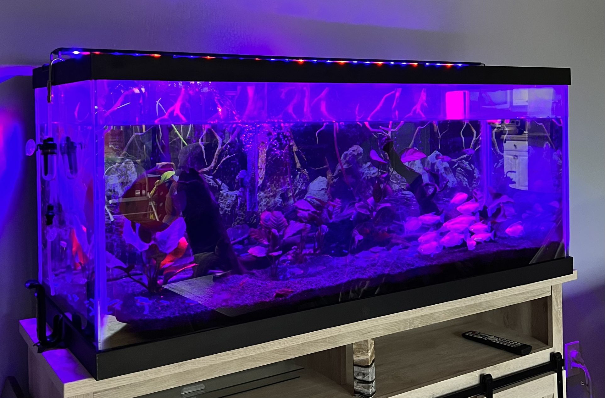Fish Tank