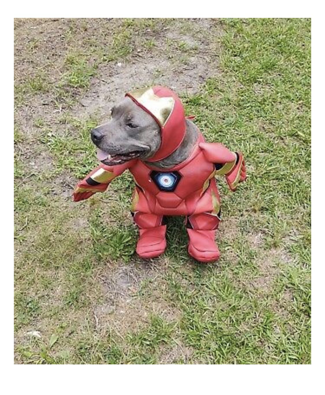 Dog Iron Man Costume