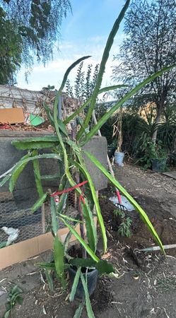 Dragon fruit plants