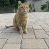 Wilson