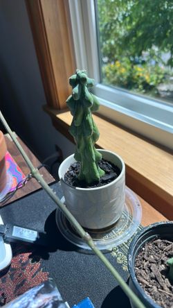 Boobie cactus