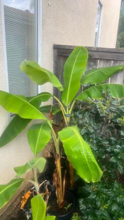 Banana plants