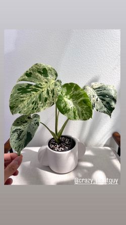 Monstera Vietciosa *firm on price*