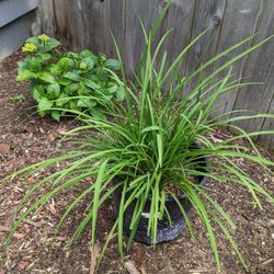 Various Plants For Sale -2-15