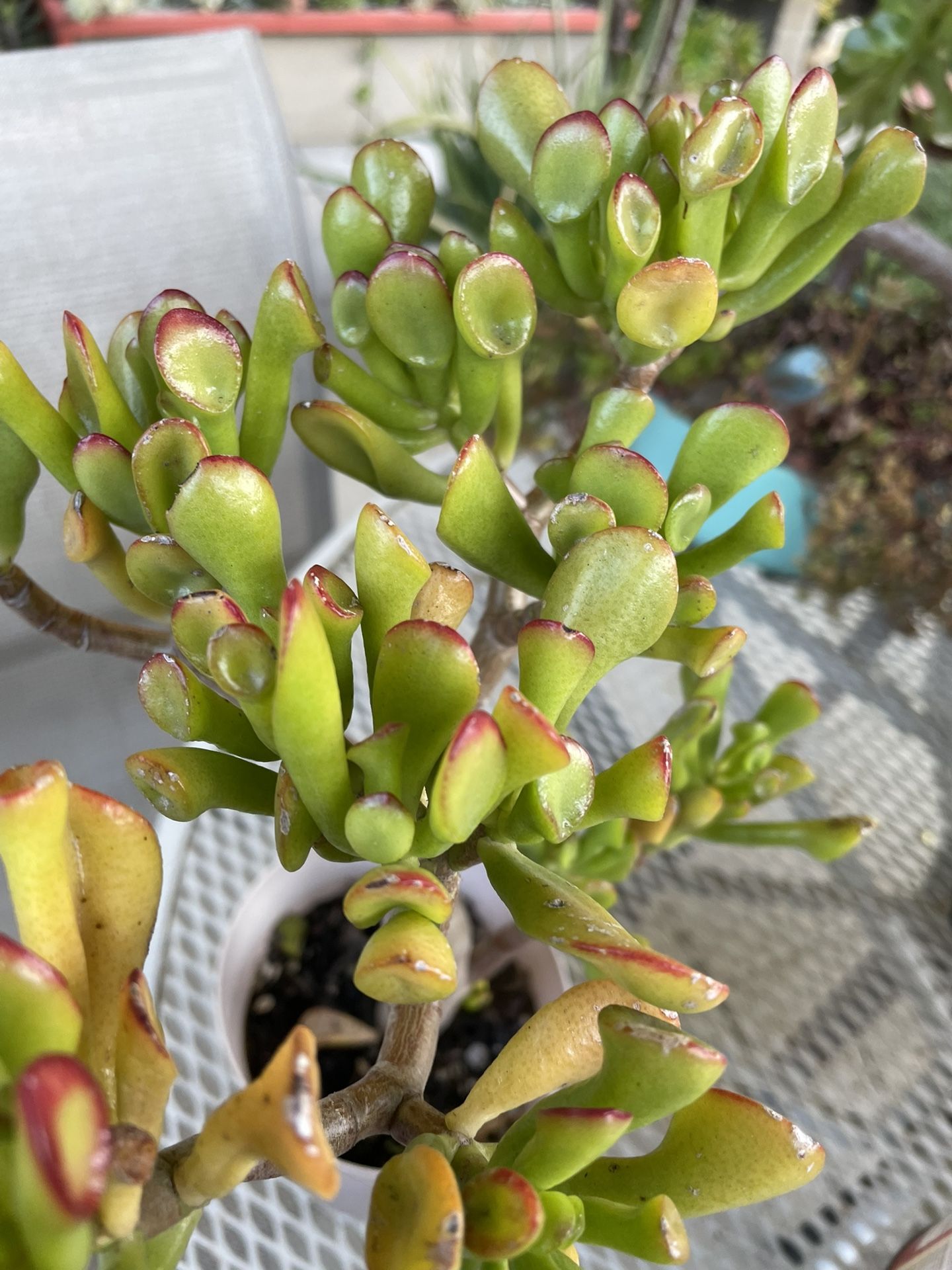 Shrek Ear succulent Plant