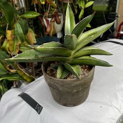 SANSEVIERIA EHRENBERGII 'SAMURAI DWARF'