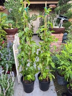 Yellow Passionfruit / Maracuya amarilla 5gal