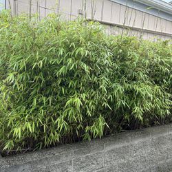 Wholesale Price! Clumping Bamboo Plants