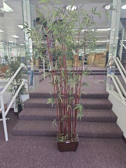 6 ft. Potted Bamboo silk tree