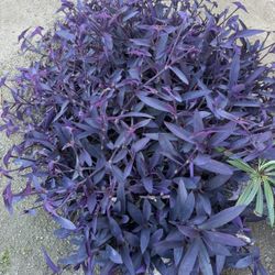 Free Cuttings Purple Hearts 