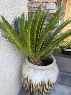 Saga Palm no vase