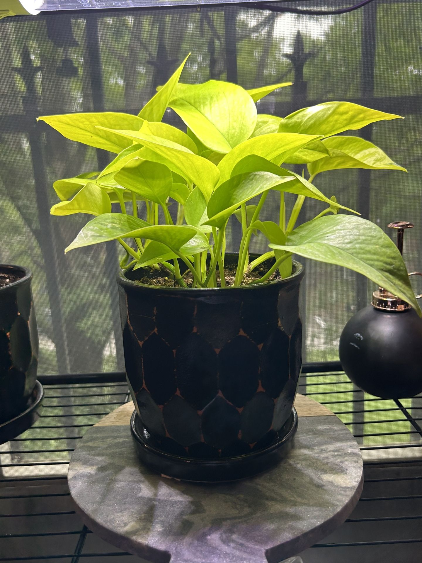 WANT COLOR??? NEON POTHOS!!!